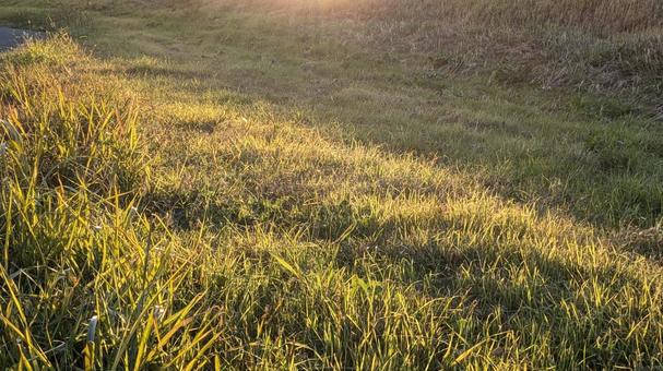 野原 野原,原っぱ,草むらの写真素材