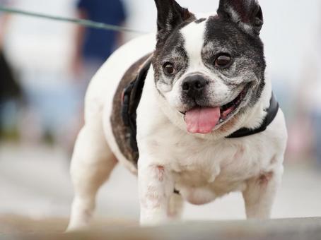 犬のポートレート 犬,フレンチブルドッグ,小型犬の写真素材