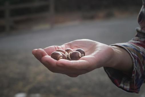 ＜素材＞秋のドングリ ドングリ,手,手のひらの写真素材