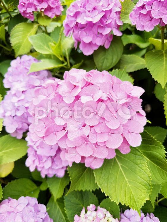 アジサイ　上野公園内　不忍池 アジサイ,紫陽花,落葉低木の写真素材