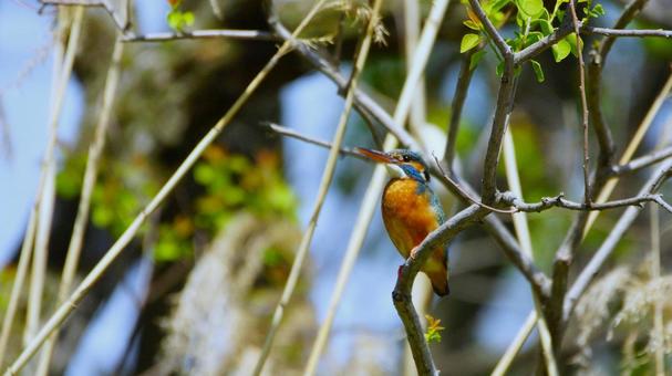 見上げるカワセミの写真
