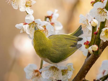 Plum blossoms and Japanese white-eye, JPG Plum blossoms and Japanese white-eye, JPG
