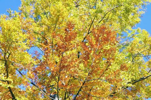 メタセコイアの紅葉 紅葉,メタセコイア,秋の写真素材