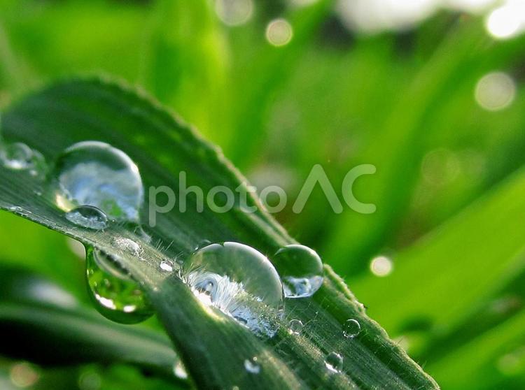 水滴と緑の葉の風景 水滴,しずく,雨の写真素材