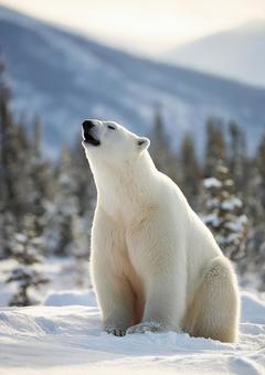 白い毛並みが美しいホッキョクグマの写真