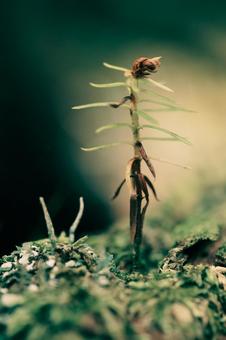 苔 苔の写真