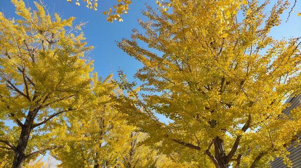 秋空といちょうの木 秋空,青空,銀杏の写真素材