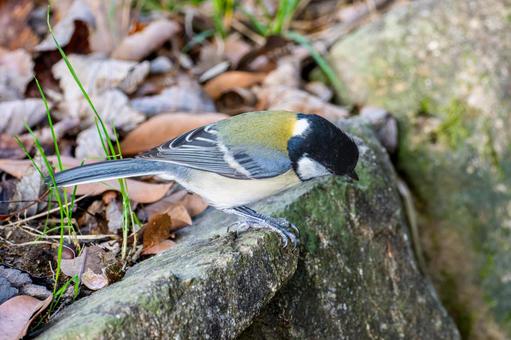 地面を歩くシジュウカラ 地面を歩くシジュウカラの写真