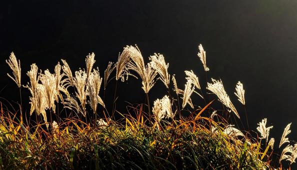 風になびくススキ 風になびくススキの写真