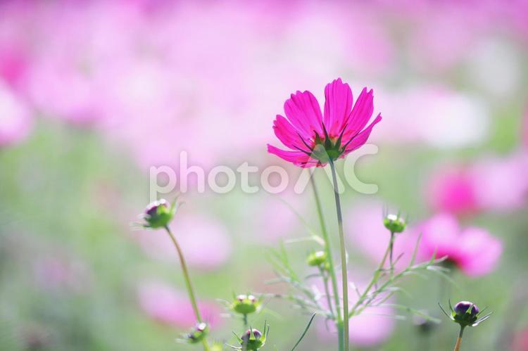 秋の可愛いピンクのコスモス コスモス,花,秋の写真素材