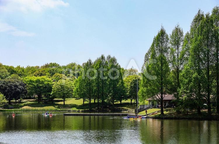 壬生町総合公園の池 池,湖,沼の写真素材