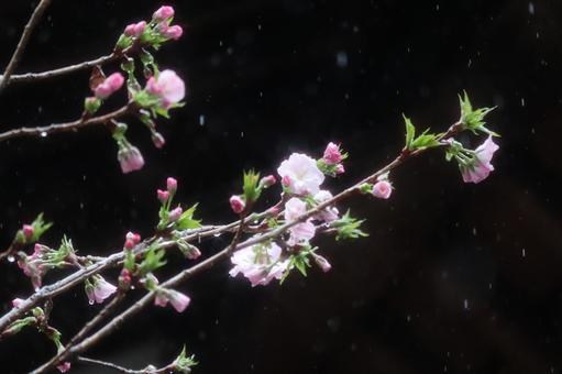 Flowers on a rainy day, JPG