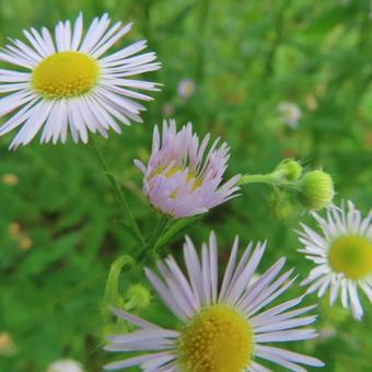 ヒメジョオン（姫女苑）の写真