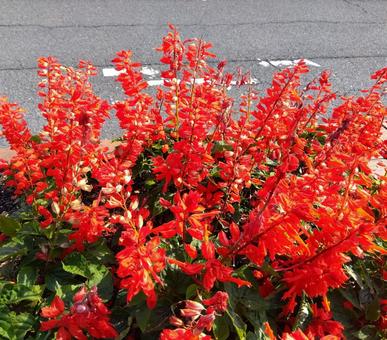 赤いサルビア サルビア,赤,花の写真素材