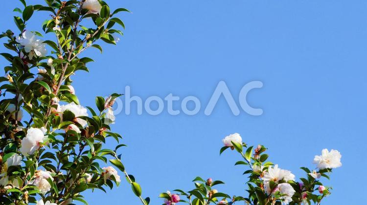 白いサザンカと青空のフレーム サザンカ,山茶花,秋の写真素材