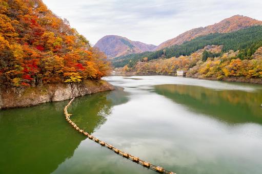 鳴子ダムの紅葉⒀ 秋,紅葉,山の写真素材