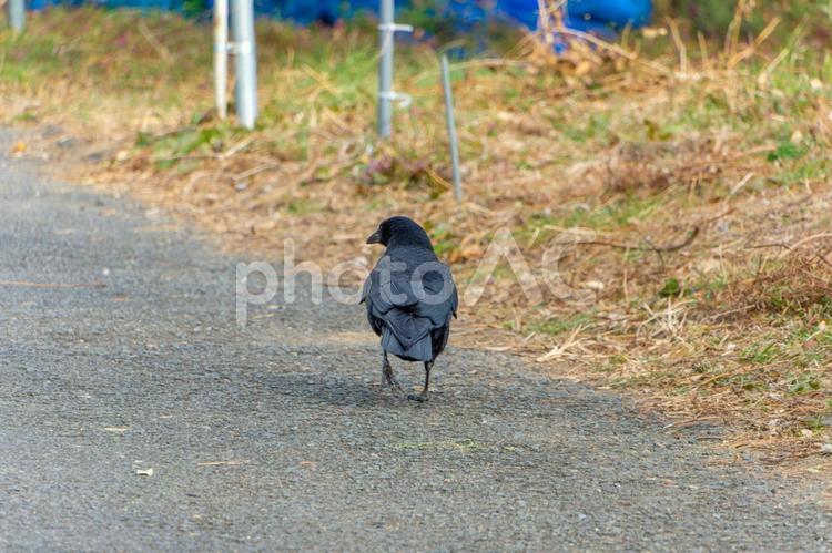 舗装道を歩くハシブトガラスの後ろ姿 ハシブトガラス,鳥,カラスの写真素材
