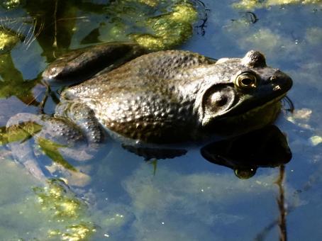 水辺に浸かるウシガエル 水辺に浸かるウシガエルの写真