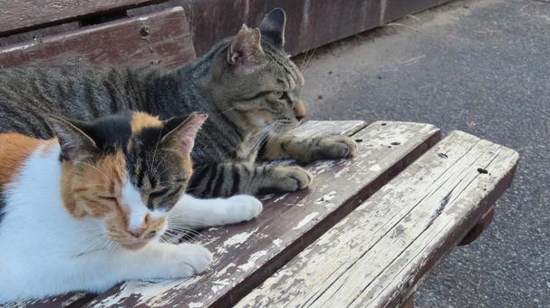 ラブラブでもふもふな三毛猫たちの夕涼み ラブラブでもふもふな三毛猫たちの夕涼み 三毛猫,猫,キジトラの写真素材