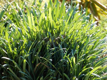 【彼岸花の写真】彼岸花の葉 彼岸花,葉,葉っぱの写真素材