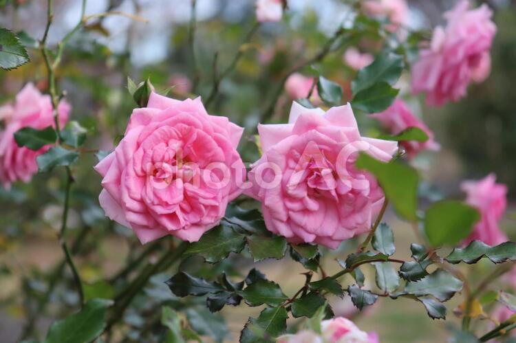 音楽家の名前を持つバラ、メンデルスゾーン 薔薇,メンデルスゾーン,ピンクの写真素材