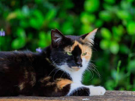 This is a cool calico cat that can be found in Seaside Park., JPG This is a cool calico cat that can be found in Seaside Park., JPG