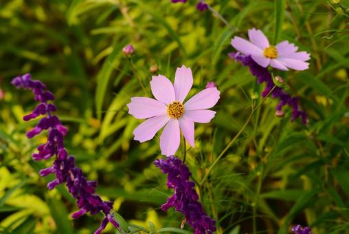 コスモスとメキシカンセージ 花,アキザクラ,秋桜の写真素材