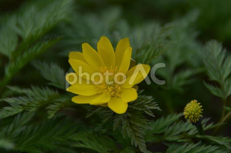 冬の花：フクジュソウ2 植物,フクジュソウ,福寿草の写真素材