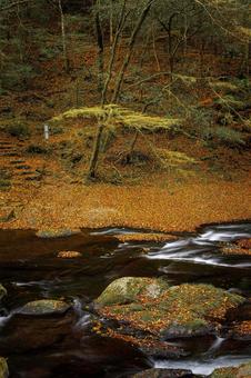 熊本-【菊池渓谷の紅葉】 熊本,菊池渓谷,川の写真素材