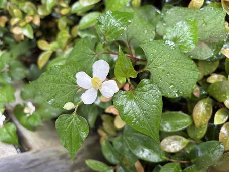 雨降りのドクダミ〜びしょぬれ〜 雨降りのドクダミ〜びしょぬれ〜 ドクダミ,植物,雨の写真素材