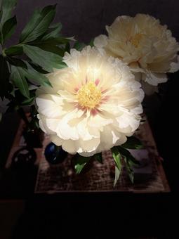 芍薬 芍薬の写真