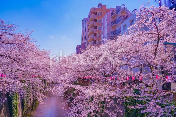 中目黒の満開の桜 目黒川,目黒川の桜,桜の写真素材