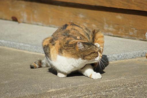 ねこ ねこ にゃんこ,可愛い,野良猫の写真素材