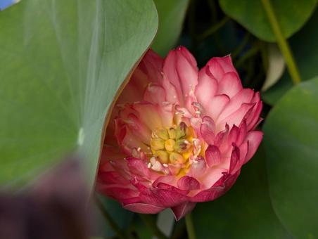 Photo, tea bowl lotus, lotus, flower, 