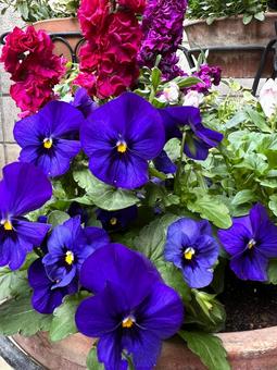 秋のコンテナガーデン 秋,花,ガーデニングの写真素材