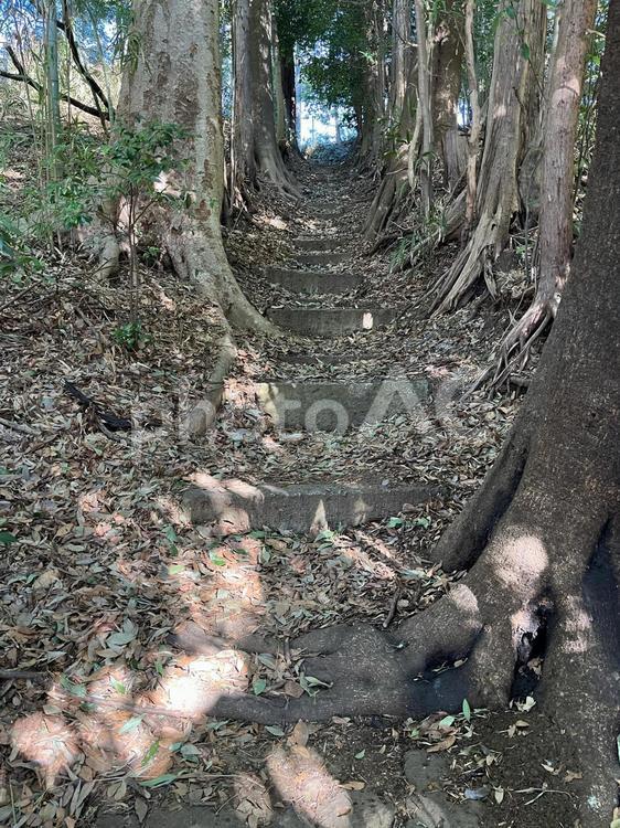 森の古びた階段 森,階段,遺構の写真素材