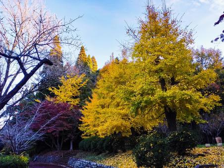 11月の茂原公園 紅葉,銀杏,茂原公園の写真素材