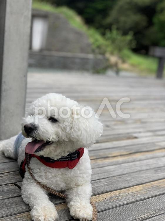 まったりしてる犬 ビションフリーゼ,犬,白の写真素材
