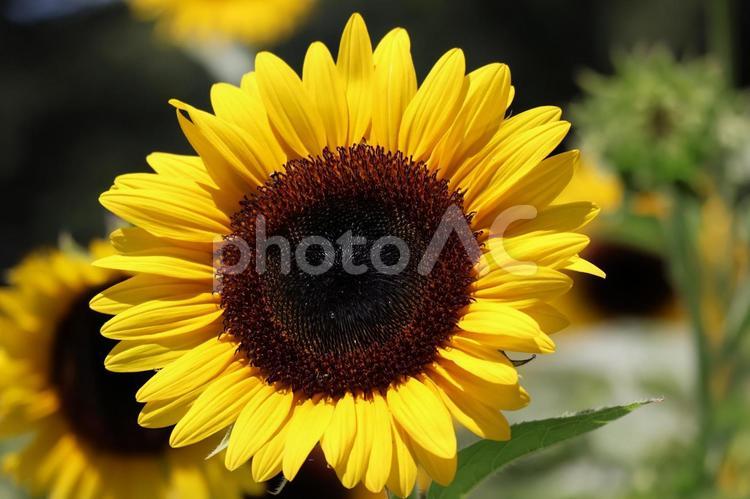 黄色い花びらのひまわりの花のアップ 黄色い,花びら,ひまわりの写真素材