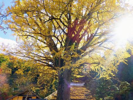 大イチョウの紅葉・金言寺 イチョウ,大イチョウ,紅葉の写真素材