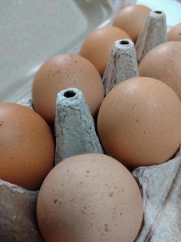 卵 卵,玉子,赤たまごの写真素材