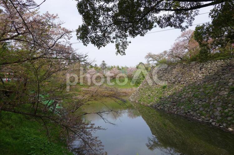 城　石垣　堀　巨木　大和郡山城　 大和郡山城,石垣,堀の写真素材