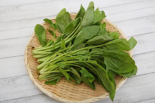 サラダほうれん草 サラダほうれん草,ほうれん草,野菜の写真素材