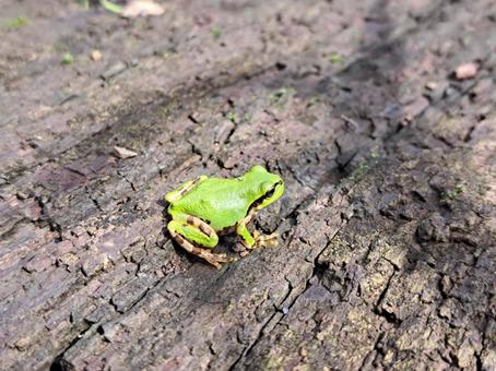 木にカエル 木にカエルの写真