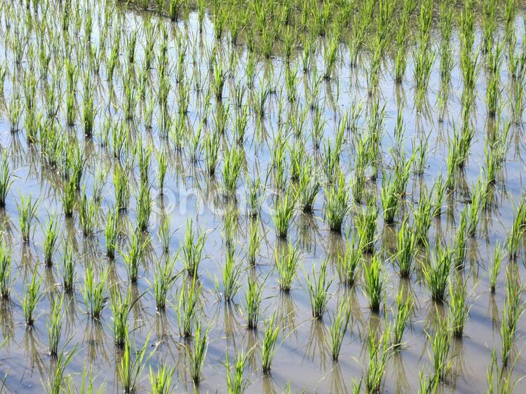 6月の稲穂 水田,田んぼ,田植えの写真素材