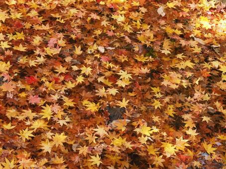 水面もみじ モミジ,紅葉,黄葉の写真素材