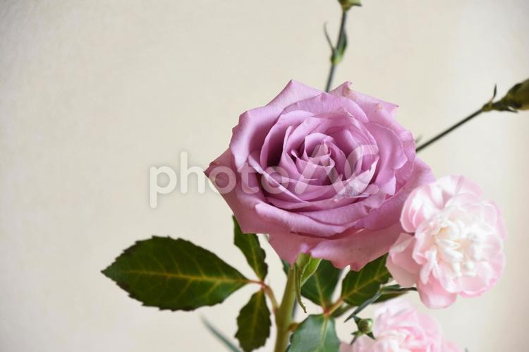 薔薇とカーネーション ピンク,美しい,バラの写真素材