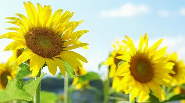 Sunflower - 143, JPG Sunflower - 143, JPG