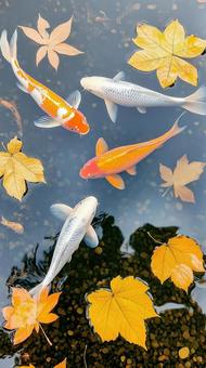 紅葉の池で泳ぐ美しい錦鯉 紅葉の池で泳ぐ美しい錦鯉の写真