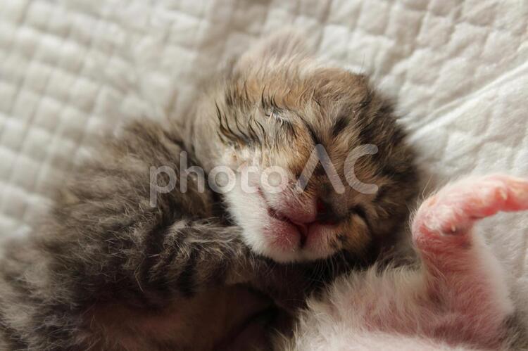 拾ったばかりの子猫 子猫,赤ちゃん,茶トラの写真素材